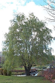 Peking-willow.jpg