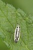 An elongate yellow bug with black markings, on a head of grass