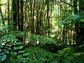 Miniatura para Ecorregión bosque valdiviano