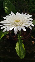 White Gerbera