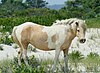 Chincoteague Pony