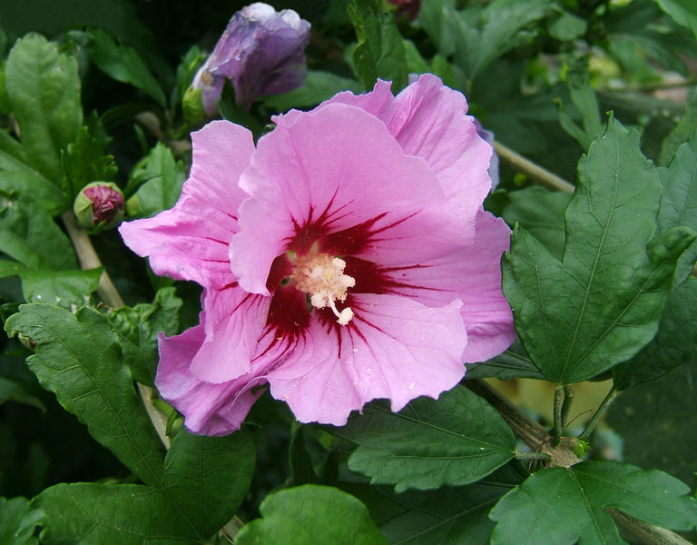 Archivo:2007-07-09Hibiscus syriacus13.jpg