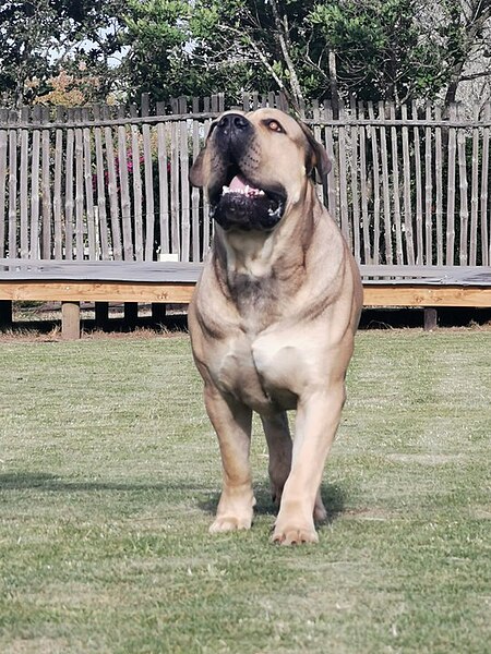 File:22 Month old Boerboel.jpg