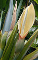 Elephant ear or ape flower (Xanthosoma roseum) with a white spadix partially surrounded by a green-, rose-, and cream-colored spathe