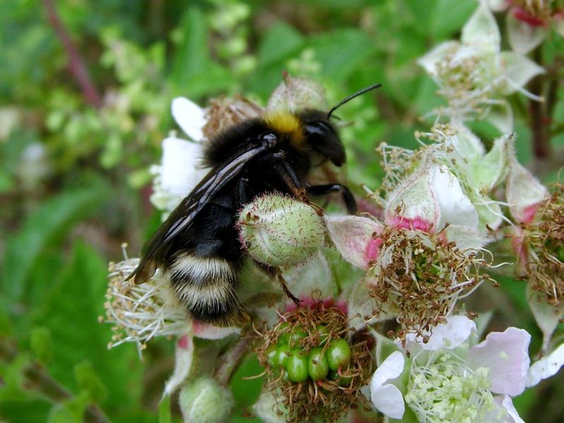 File:Bombus norvegicus.jpg