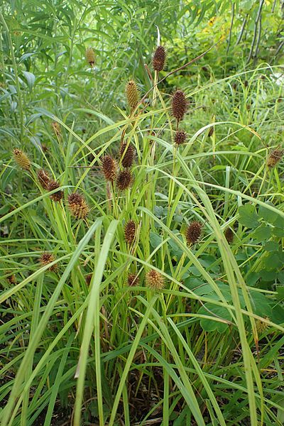 File:Carex squarrosa kz4.jpg