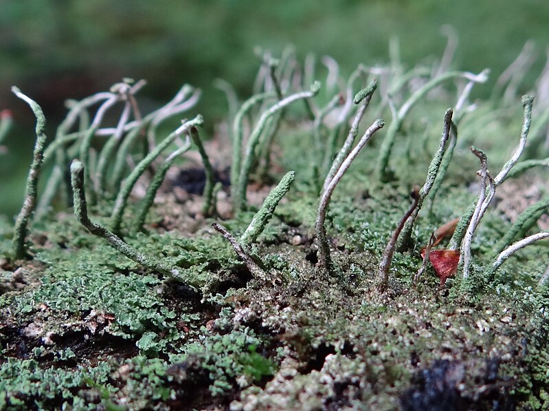 File:Cladonia glauca a1 (2).JPG