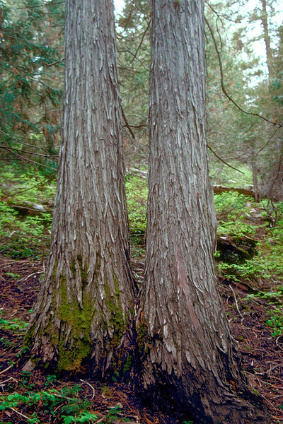 File:Cupressus nootkatensis bark.jpg