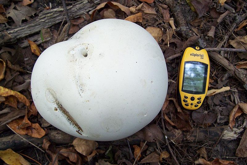 File:Giant Puffball.jpg