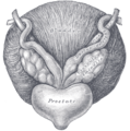 Fundus of the male bladder with the vesiculæ seminales.