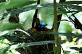 Helmet vanga on nest, showing the massive bill