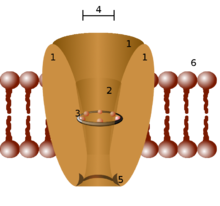 Ion channel.png