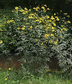 Growing near a stream