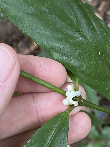 File:Lasianthus chlorocarpus 142520250.jpg