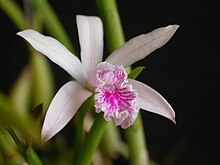 Microlaelia lundii flower.jpg