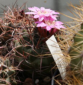 Neowerdermannia chilensis