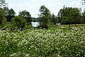 Meadow with view of the lake