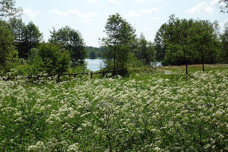 File:Osnabrück Rubbenbruch Naturwiese.jpg