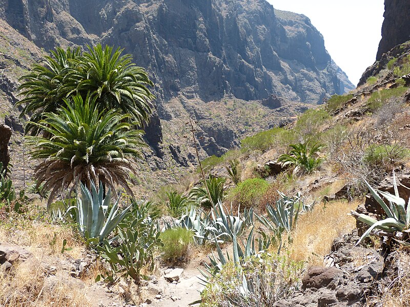 File:Palm Tree Canyon.JPG