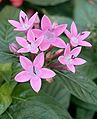 Pink flowers