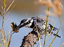 Pied kingfisher killing fish.jpg