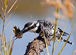 Pied kingfisher killing a fish