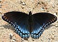 Limenitis arthemis подвида astyanax