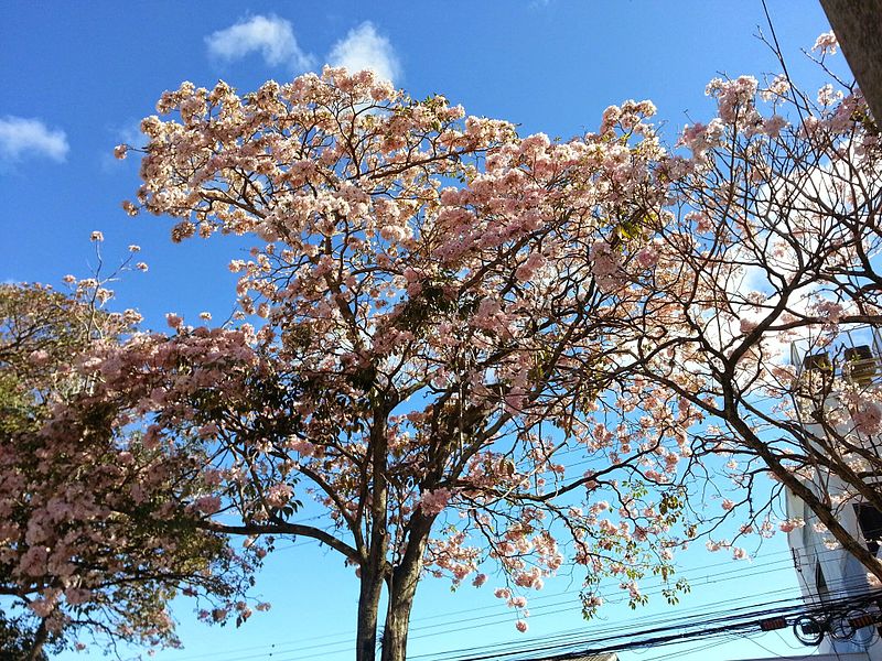 File:Roble Sabana (Tabebuia rosea).jpg