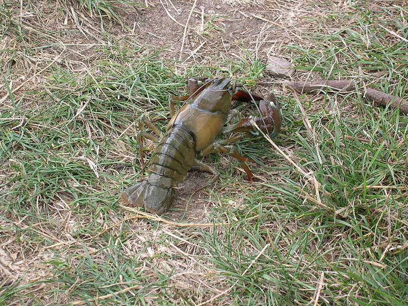 File:SignalCrayfish-rear.JPG