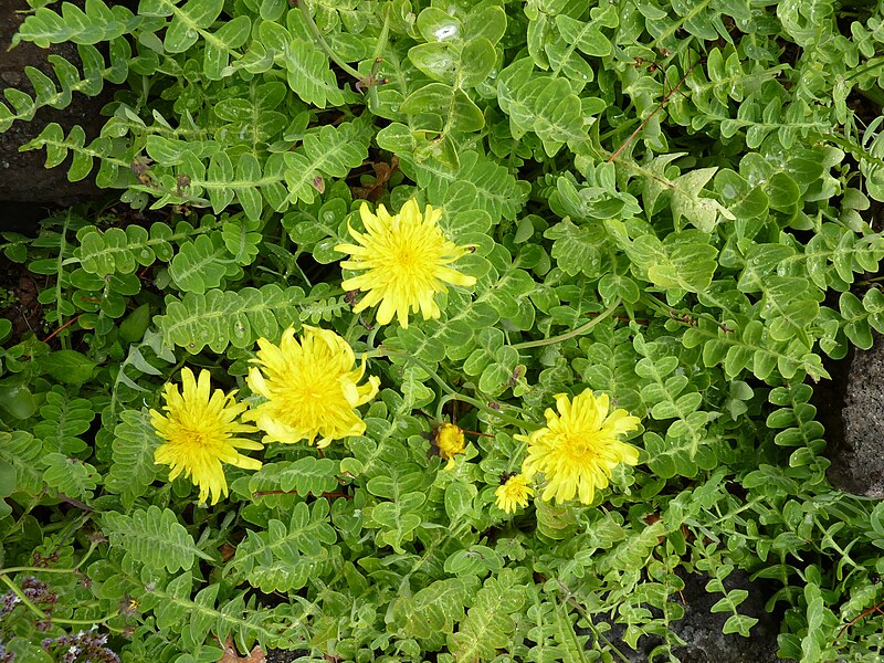 File:Sonchus ustulatus subsp. maderensis.jpg