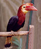 Tarictic hornbill