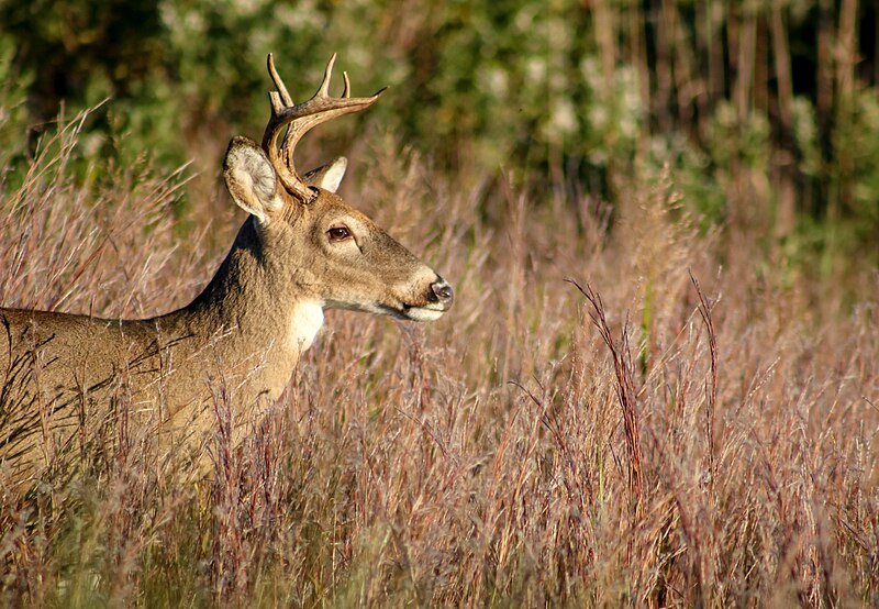 File:Young buck.jpg