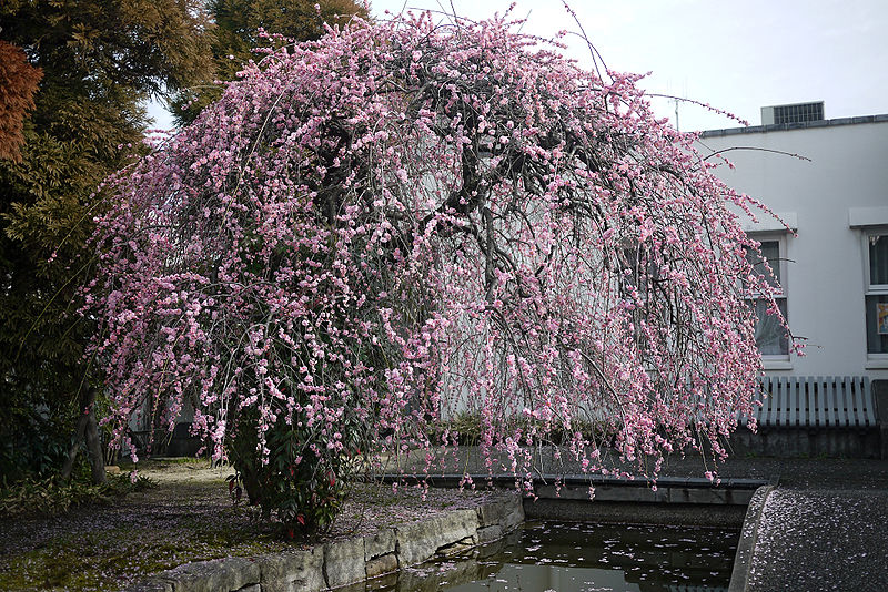 File:Yumeji Art Museum04s5s4000.jpg