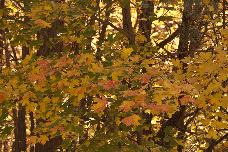 File:Acer grandidentatum branches.jpg