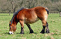 Un caballo de las Ardenas, brevilineo.