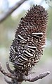 Mature follicles, open, seed shed