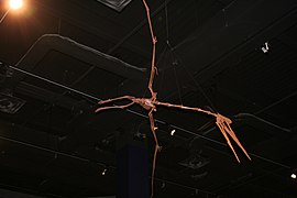 Quetzalcoatlus (Cretácico)