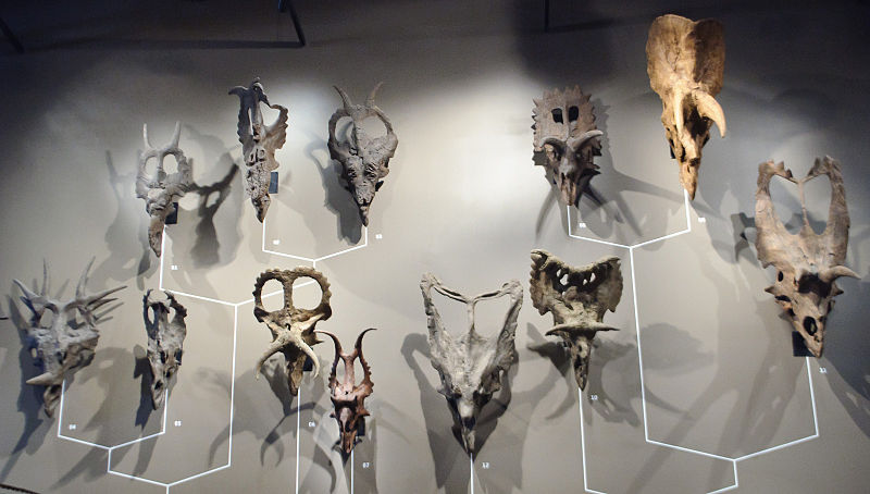 Archivo:Ceratopsian skulls.jpg