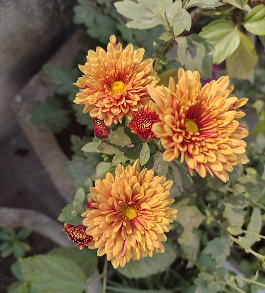 File:Chrysanthemum 02.jpg