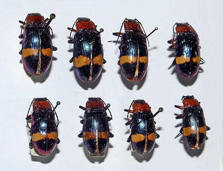 File:Chrysomelidae - Aesernia whitei.JPG