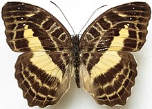 Cynandra opis bernardii female.jpg