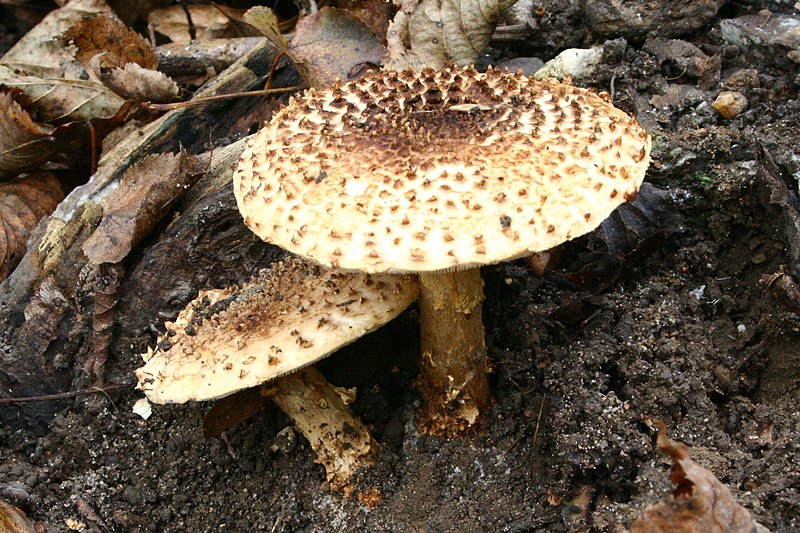 Файл:Echinoderma asperum20061022wa.jpg