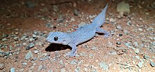 A pale purple arid dtella atop gravely orange/brown sand photographed during the night with a bright light source out of frame.