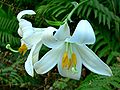 Lilium candidum