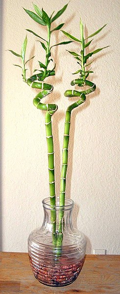 Archivo:Lucky bamboo spiral houseplant.jpg