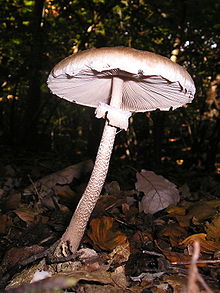 Macrolepiota procera 031026w.jpg