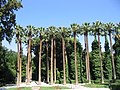 The National Gardens Designed by Amalia, the first Queen of Greece, it is an oasis in central Athens.