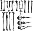 Lectotype subfossil bones of the Rodrigues starling