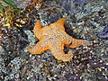 An ochre star at Bamfield, Canada