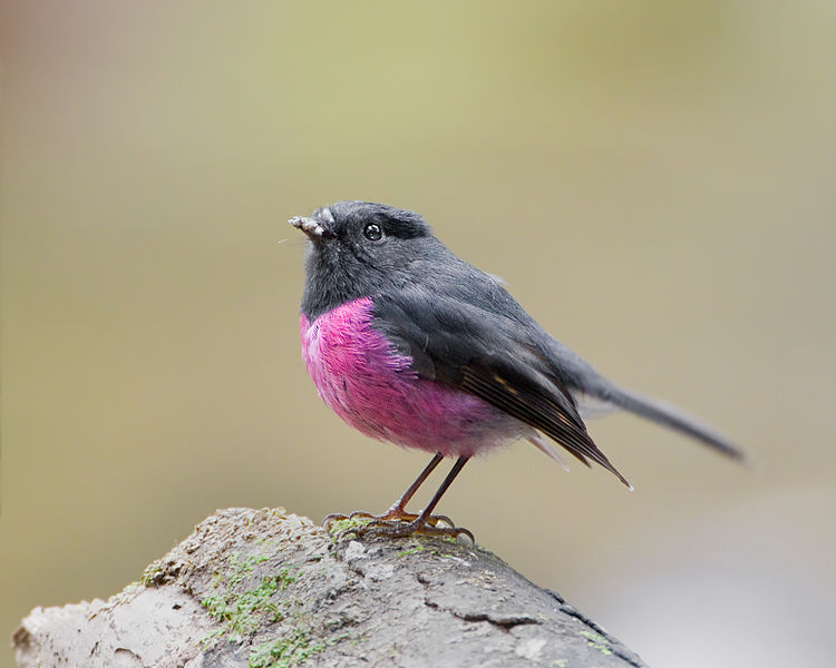 Файл:Petroica rodinogaster.jpg